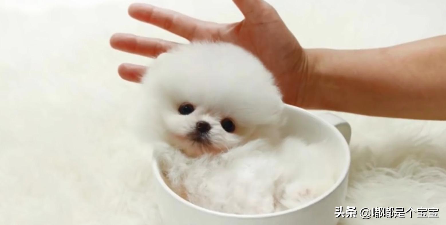 最恐怖的五种杂交生物,科学家搞出来的神奇杂交物种