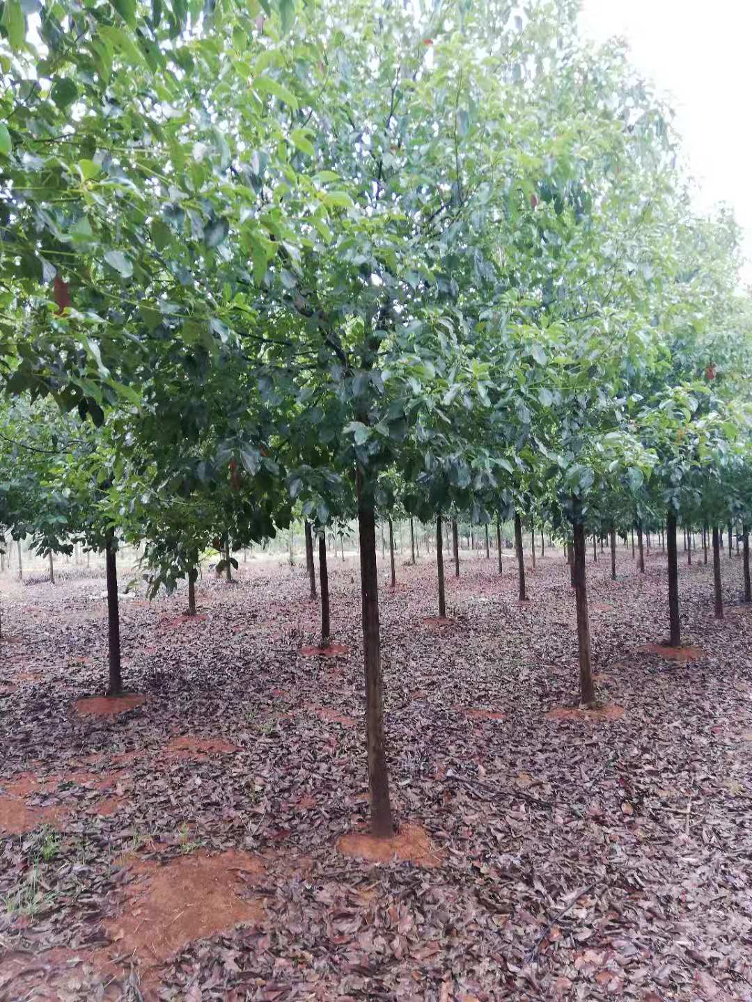 樟树食叶害虫,樟树的病虫害有哪些症状