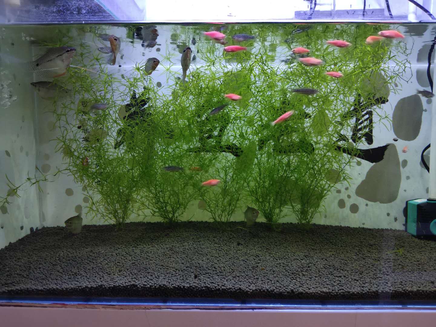 观赏鱼水草自然繁殖,观赏鱼用什么水草养最合适