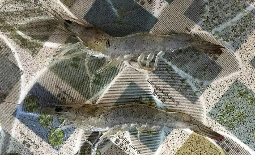 对虾红体病怎么治,对虾红体怎么治