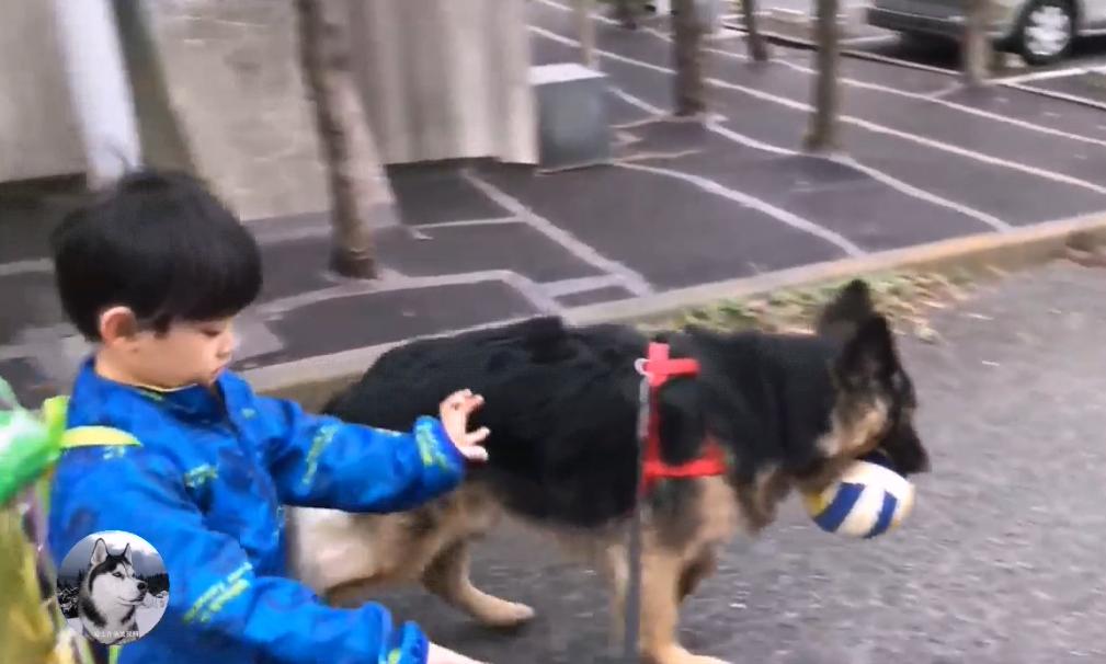 一只陪伴主人12年的德牧,德牧这种狗长大后有多可怕