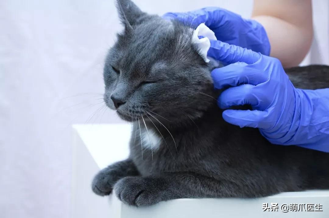 给猫狗清洁耳道切勿用镊子缠棉花捅插，这样做才是正确做法