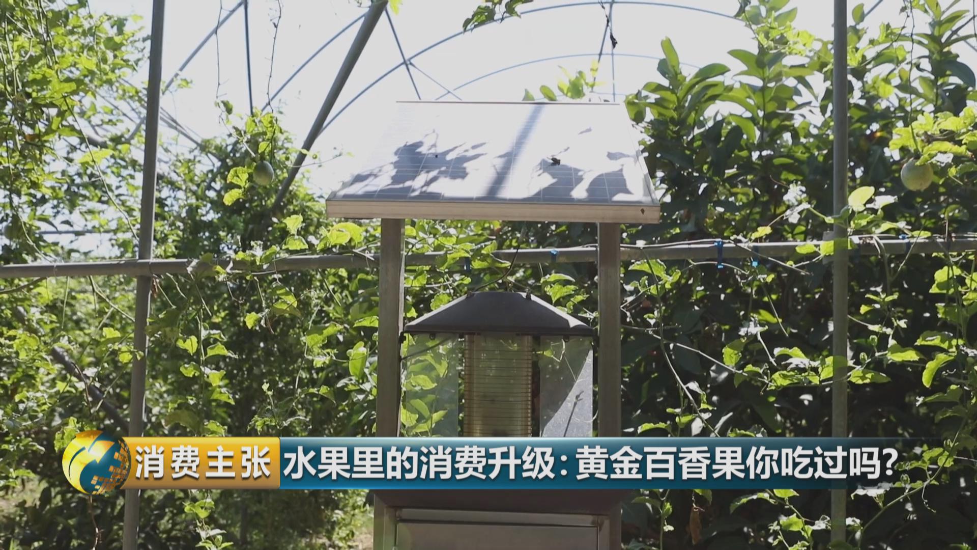 黄金百香果和台农百香果区别,黄金百香果和百香果哪个营养高