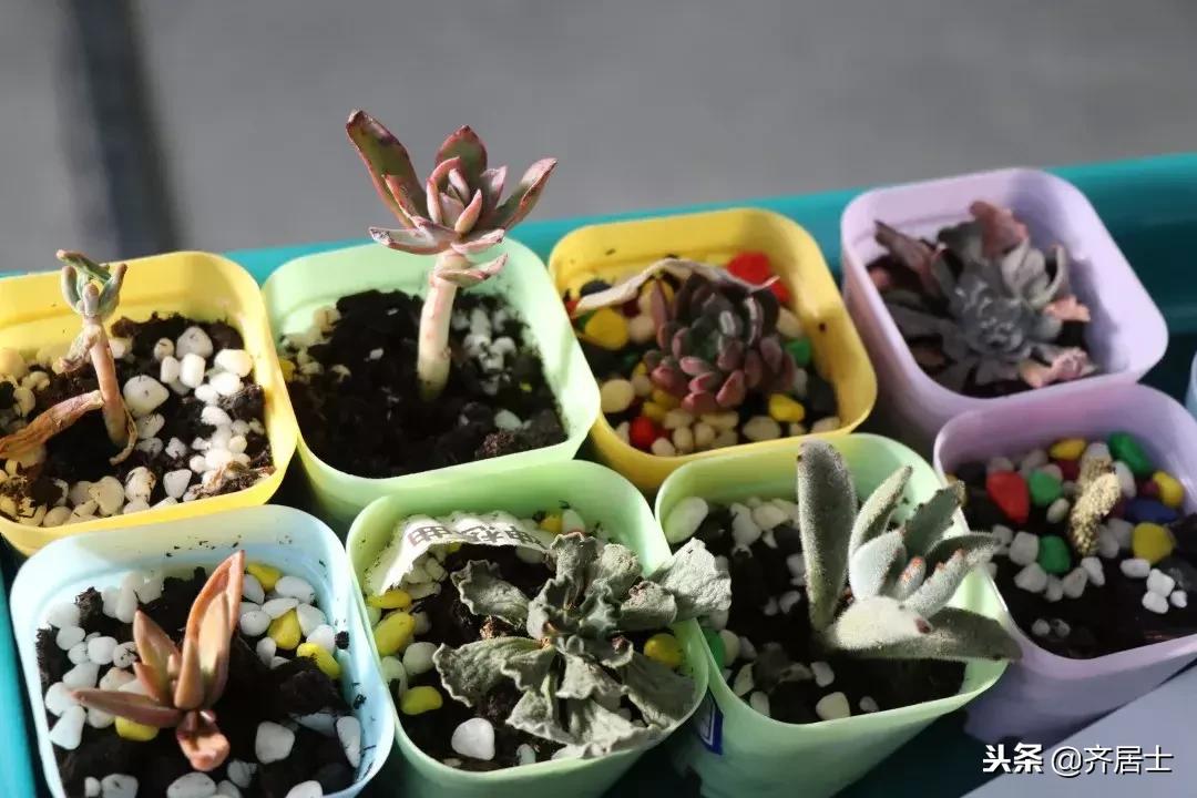 魅力社团展风采多元培养促发展,社团展示风采的节目