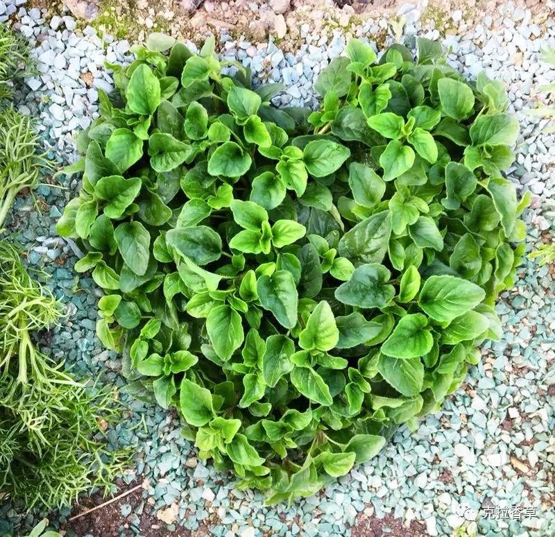 观花草本植物推荐,最具观赏性的观叶植物
