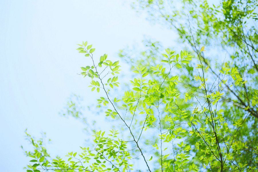 唐五代词中的绿色,绿树浓荫觅清凉诗句