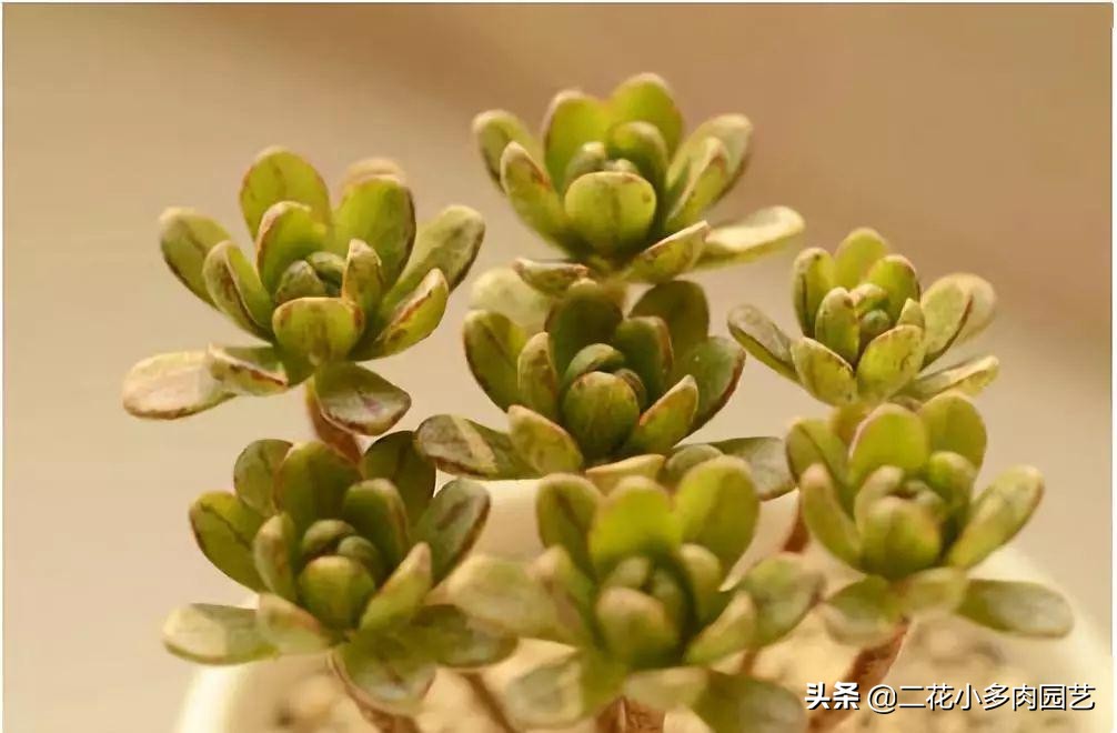 365种·常见花卉图谱，观果和多肉植物收藏篇