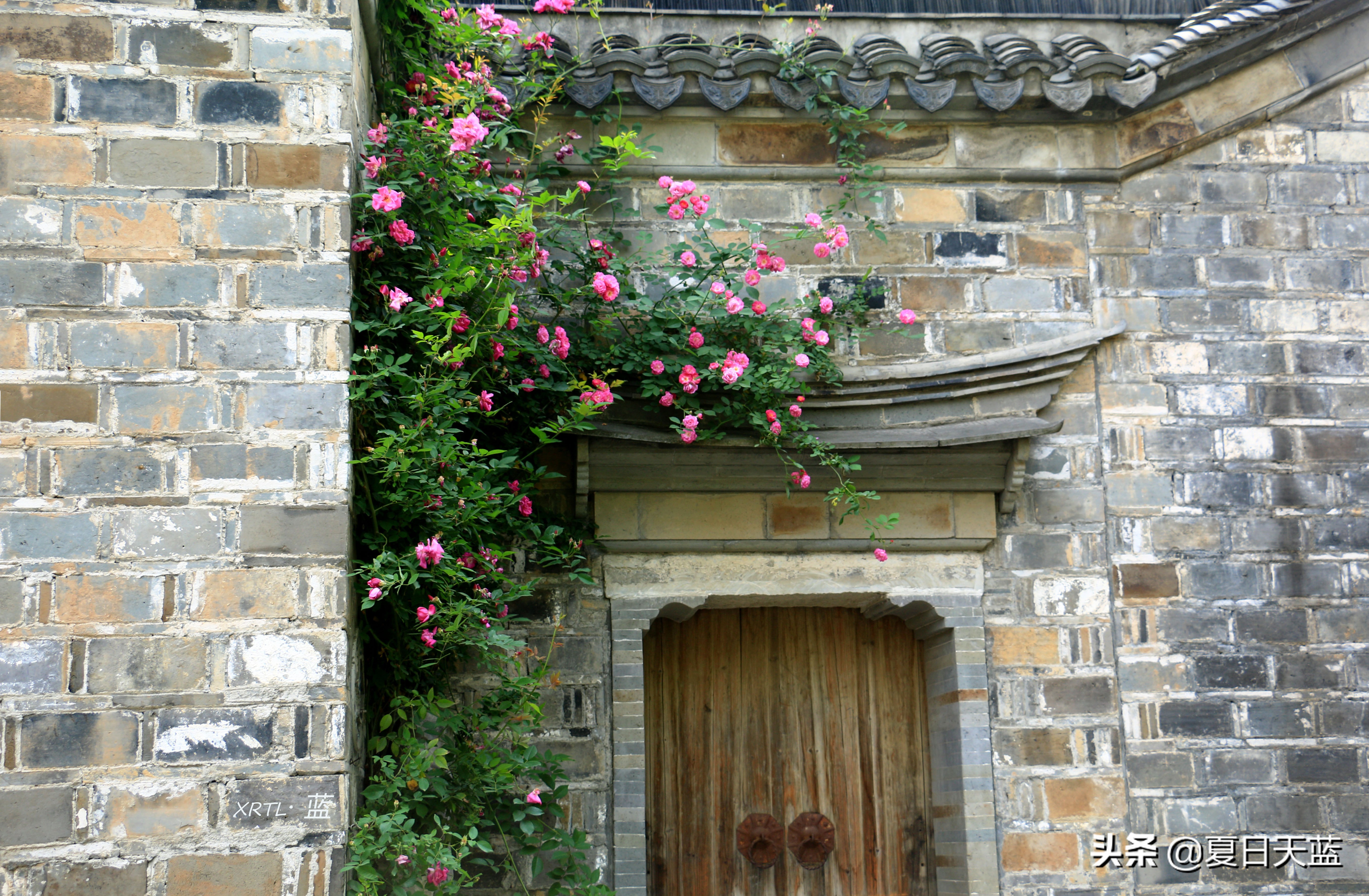 老门东蔷薇高清图片,老门东蔷薇花人像