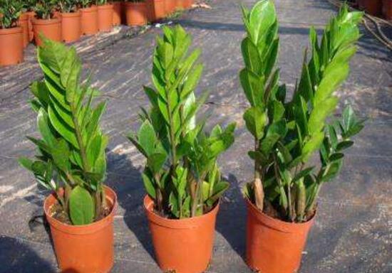 金钱树烂根了怎么急救,金钱树烂根以后怎么补救