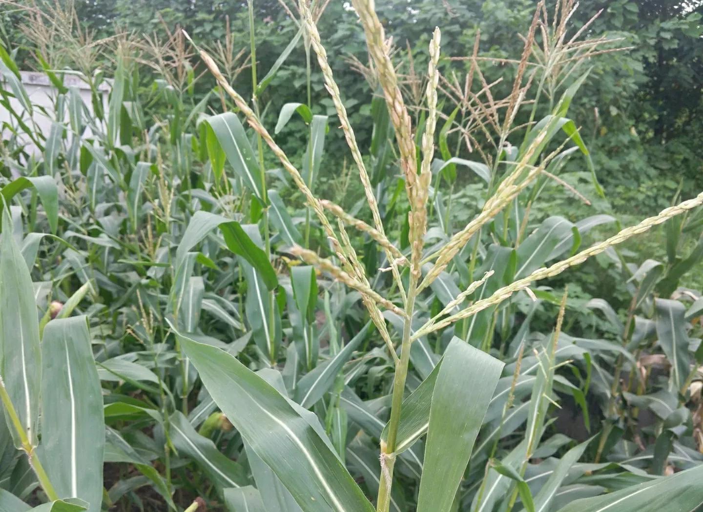 玉米不喷药怎么控旺,玉米喷药和追肥的技巧