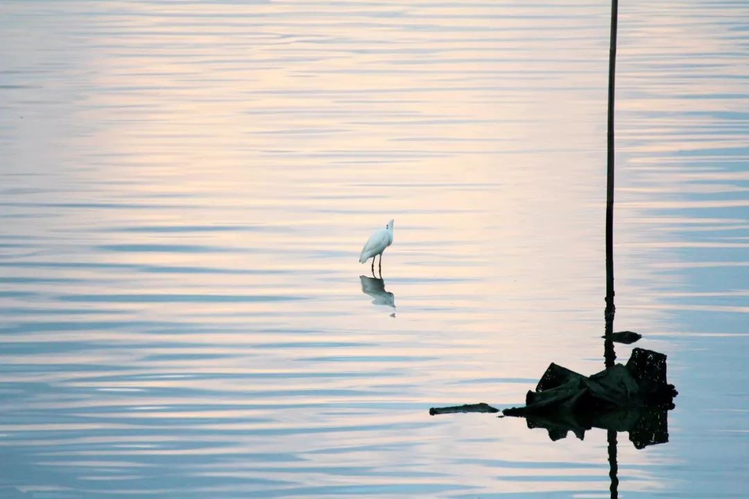 30首必背经典古诗词大全,一生必读的180首古诗词