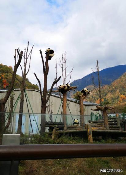 你们想要去四川看熊猫吗,来成都看熊猫一定要来熊猫谷