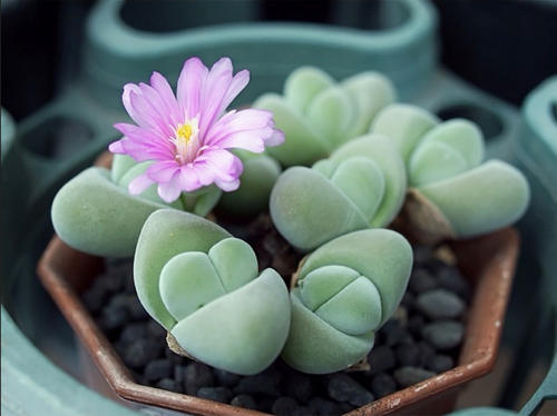 100种常见多肉植物图鉴收藏,1000种多肉植物图鉴及名字