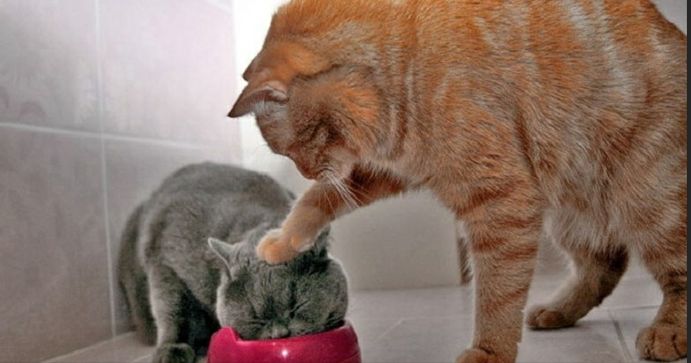 啧啧啧~断绝它的“性”福之路前你有仔细考虑吗？