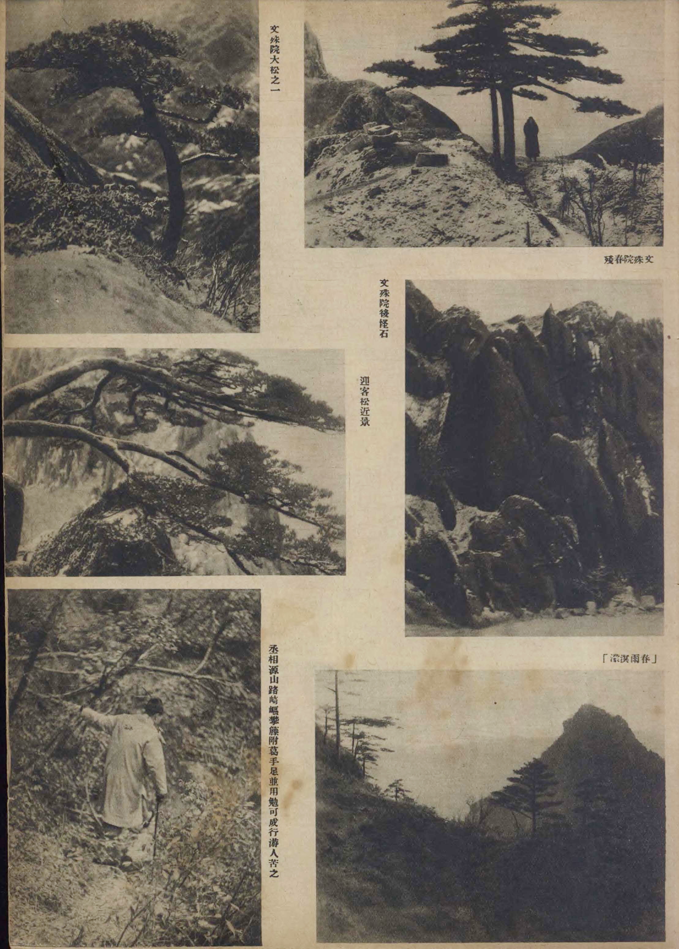 贵宾迎客松的真假辨别方法,黄山迎客松真假