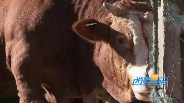 牛肉批发价最新价格,牛肉价格补贴最新消息