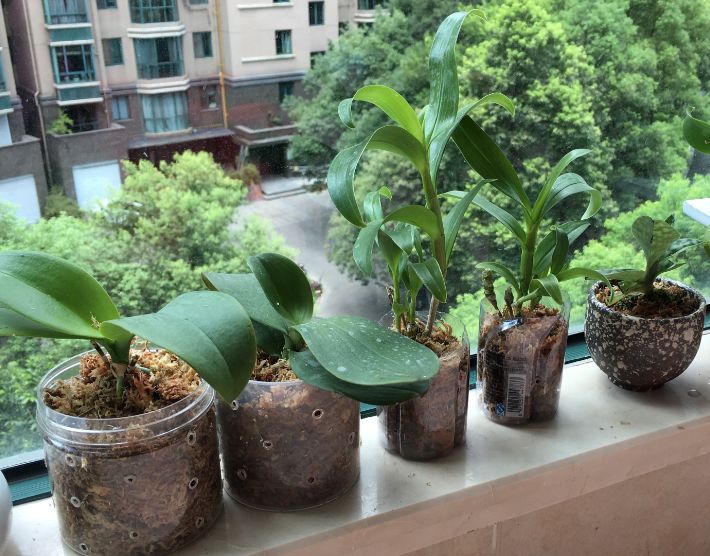 养花最好的颗粒土,碎砖养花的正确方法