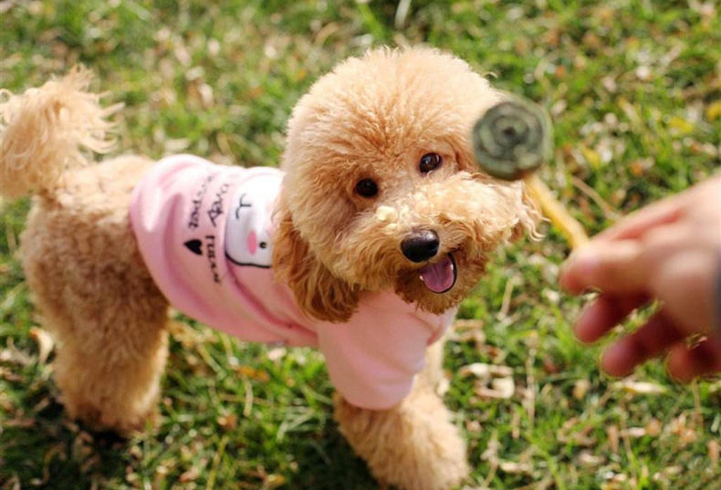 给狗狗洗澡的沐浴露有哪些,给狗狗用的沐浴露味道很臭