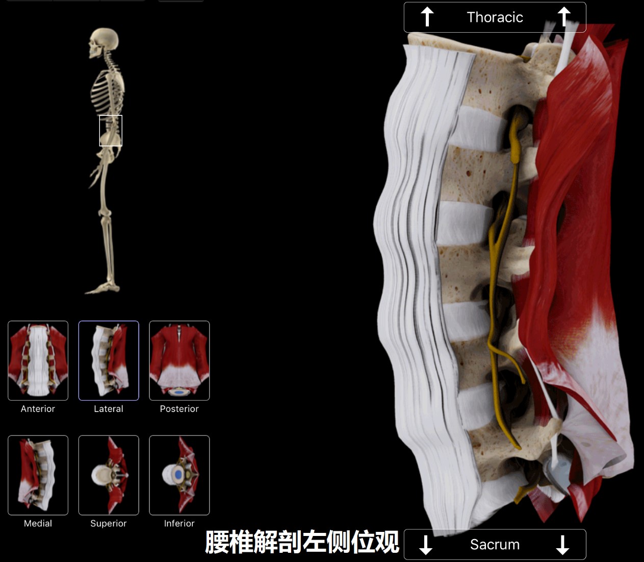 介绍一下治腰痛小窍门,不同腰痛的诊断与治疗