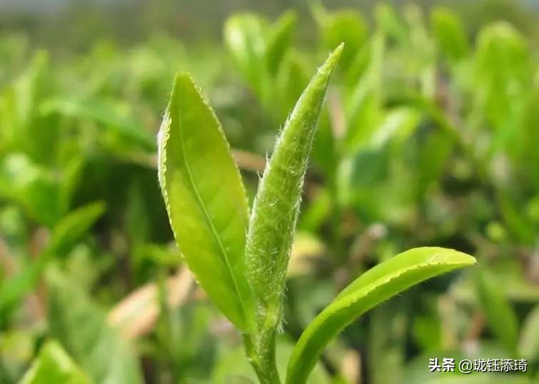 各省市特警特招,各省市特产地图