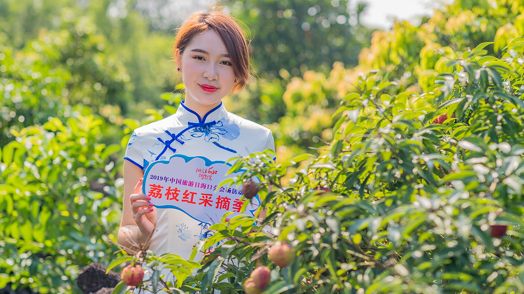 海口附近的荔枝采摘园有地过夜吗,海口周边采摘荔枝一日游最佳地点