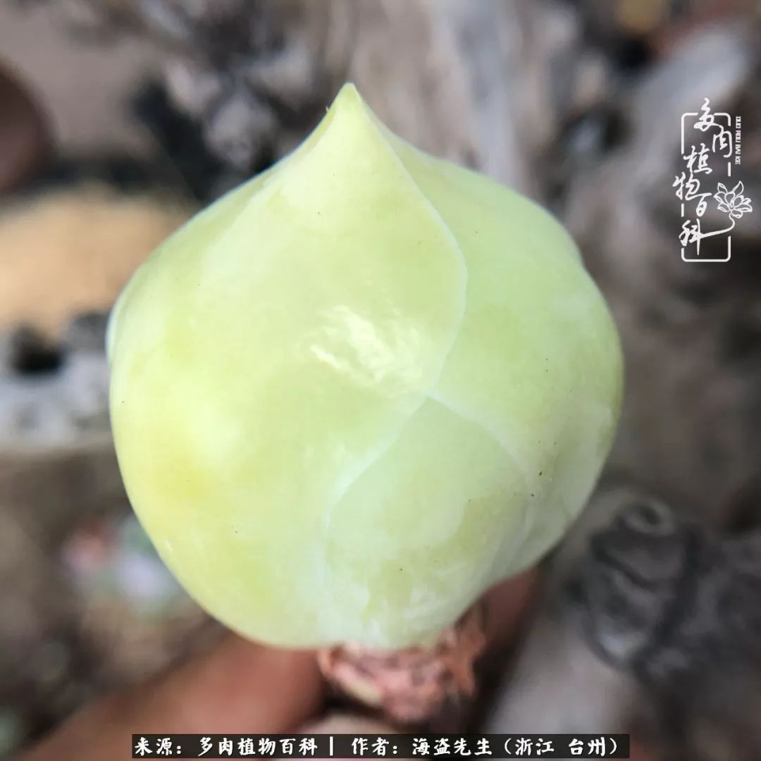 黄玫瑰这么美的风景惊艳到你了吗,优雅漂亮的黄玫瑰图片