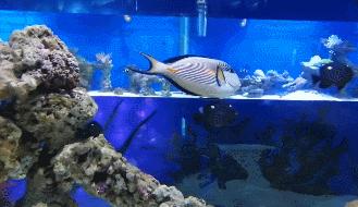 惠州巽寮湾海边小众酒店民宿,惠州巽寮湾单独无边泳池酒店