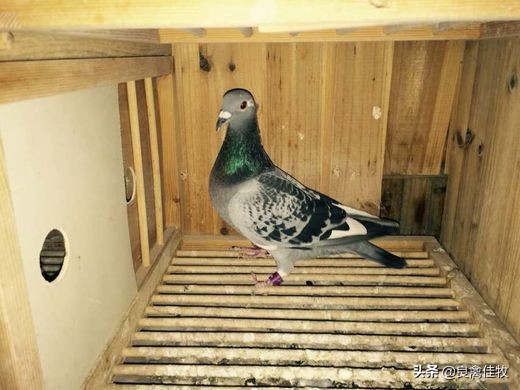 鸽子的常见疾病及治疗方法,鸽子常见疾病及治疗方法大全