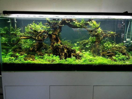 草缸能不能用河沙,草缸能用沙子养鱼吗