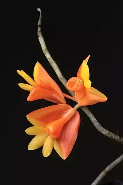 世界顶级奇花异卉,最美奇花异卉