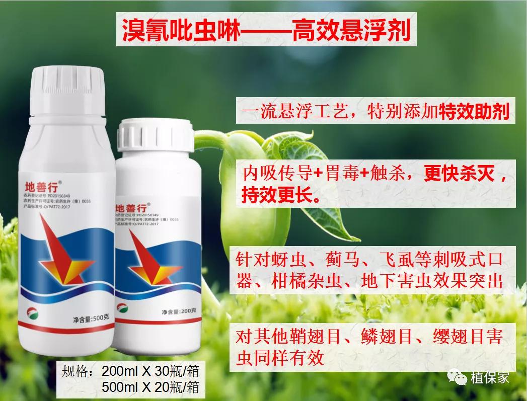 柑橘白色虫子怎么治疗,柑橘象鼻虫怎么彻底消灭