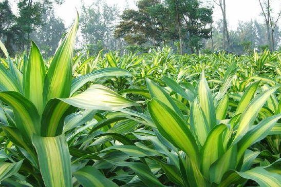 广岛长崎核辐射消失了吗,广岛和长崎为什么现在没有核辐射