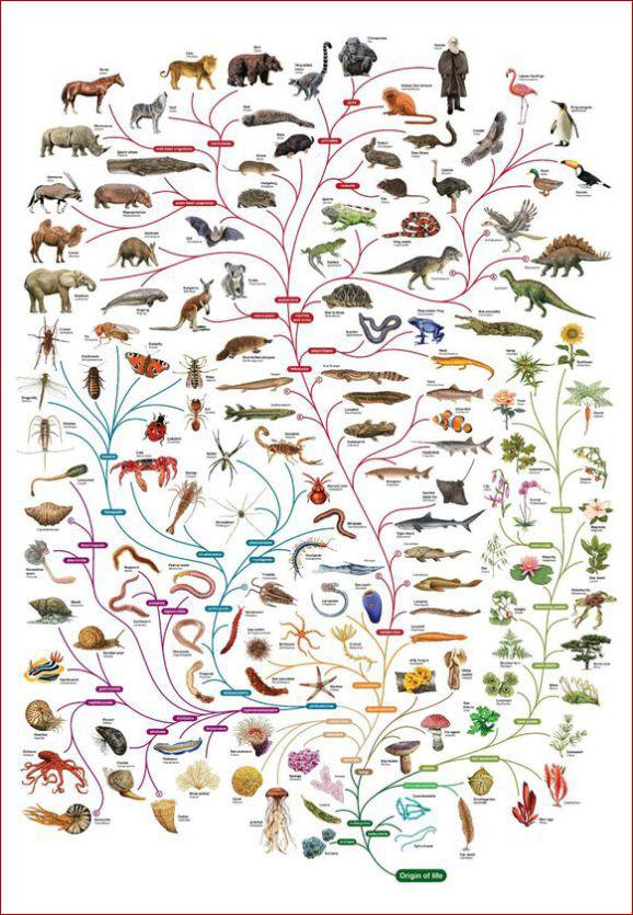 手把手教你构建漂亮的进化树,系统进化树怎么调试节点