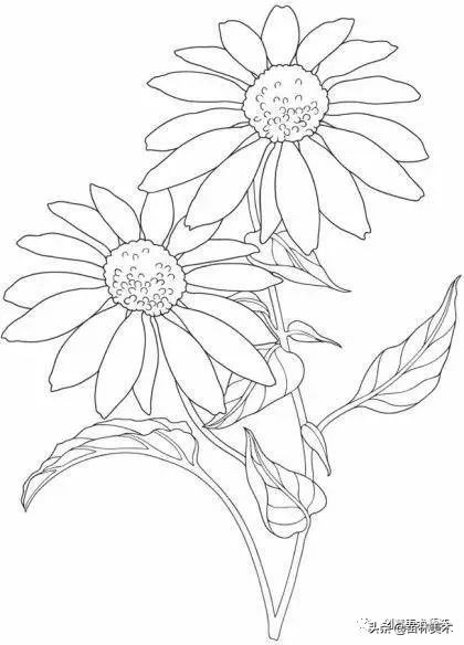 工笔花卉线稿和色稿,花卉白描线稿