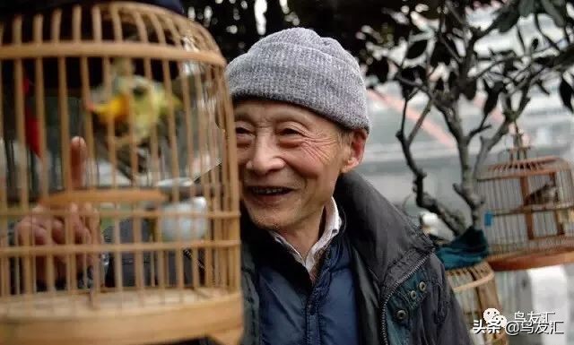 麻料窝子如何辨别公母,鸟友汇鹦鹉