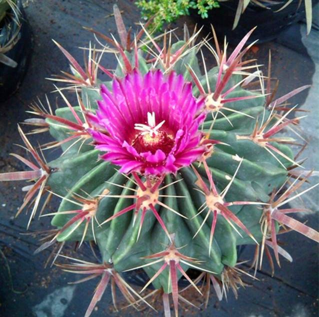 148个仙人球品种大全,100个仙人球品种