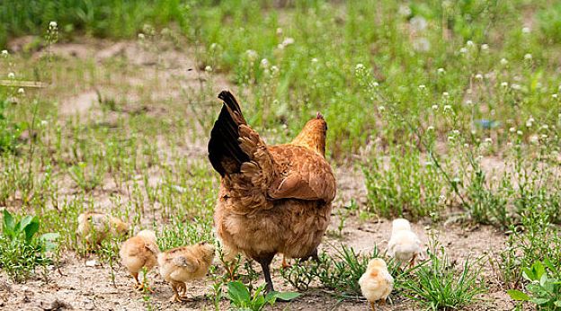 鸡过料为什么那么难治,鸡过料严重用什么土方法