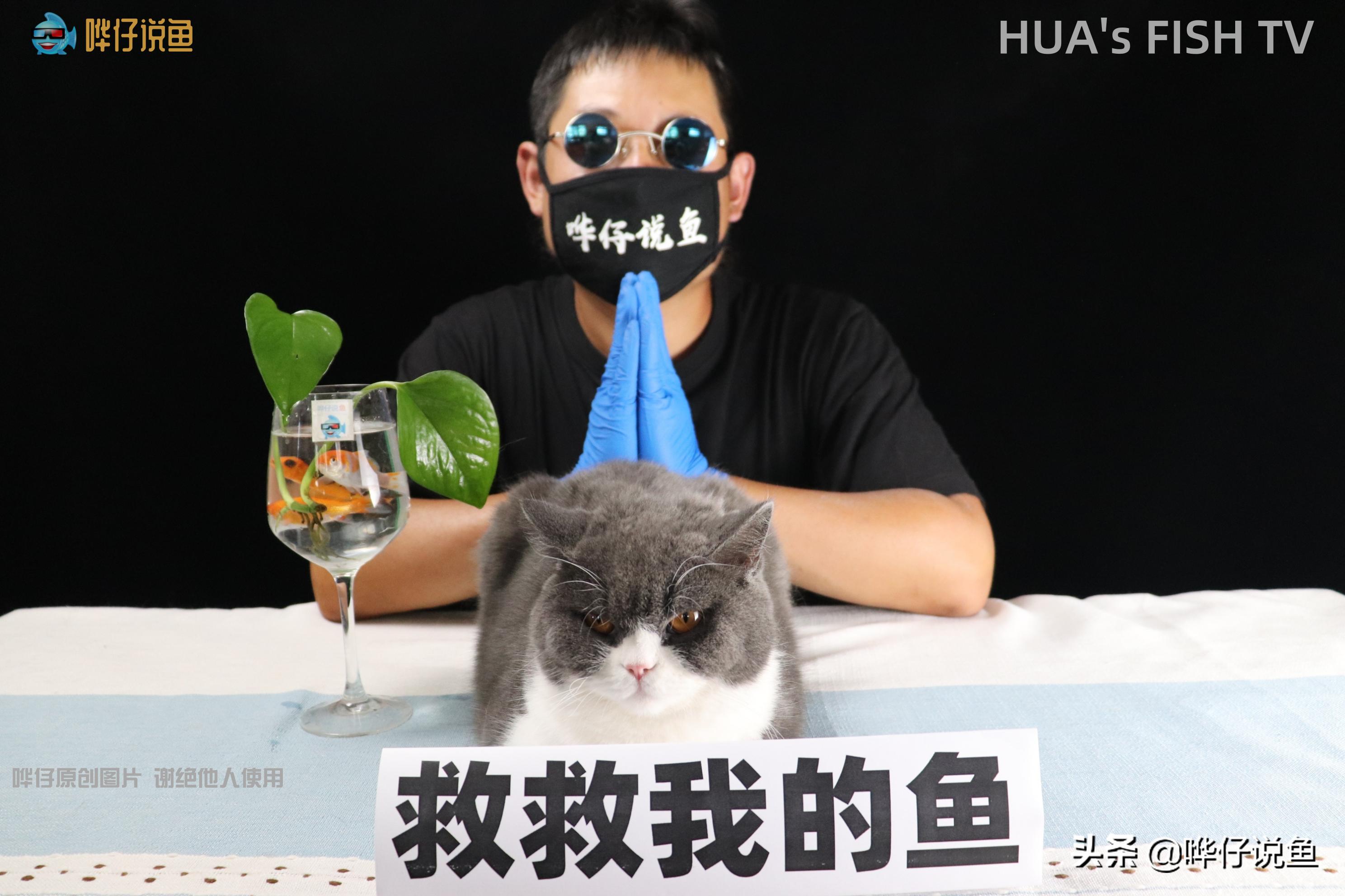 鱼缸水发白有泡泡怎么解决,刚换水鱼缸壁上有泡泡怎么办