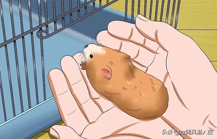 如何获得小仓鼠的信任,如何让小仓鼠信任你