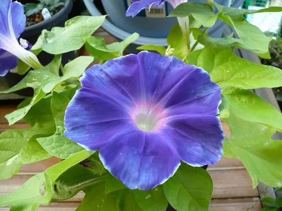 牵牛花到处都可以肆无忌惮的生长,不常见的品种,美出天际!