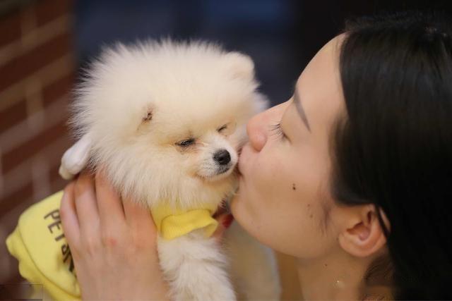 博美犬怎么养才能听话,博美犬为什么不建议养牧羊犬