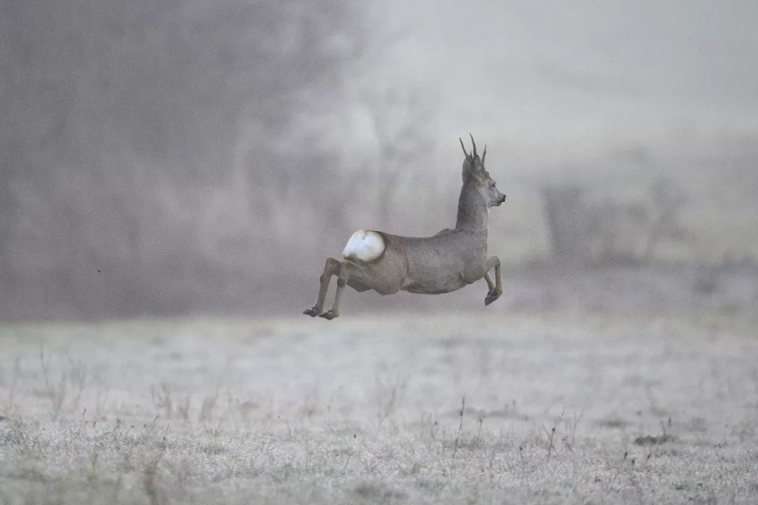 东北傻狍子到底有多傻,东北傻狍子有多傻视频