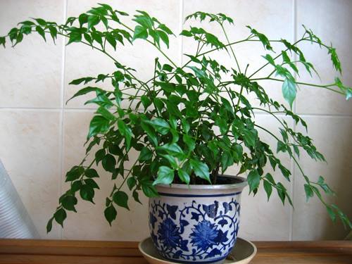 客厅养花不能放什么植物,客厅养什么植物不照阳光的