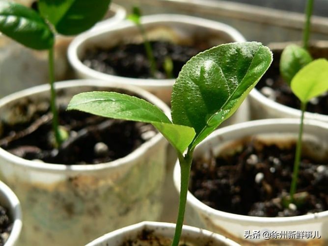 七种水果核别扔,吃完的果核别扔了它们都是宝贝