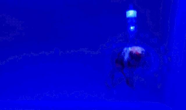 用橡皮泥做小型的机器人,怎么用橡皮泥做战斗机器人