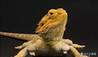 怎么样养好鬃狮蜥苗子,鬃狮蜥是一只养好还是一对养好