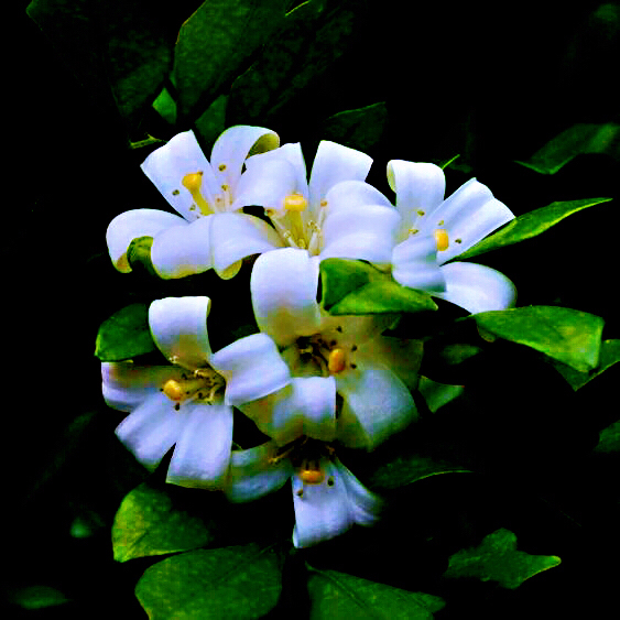 九里香木本,九里香是耐寒花卉吗