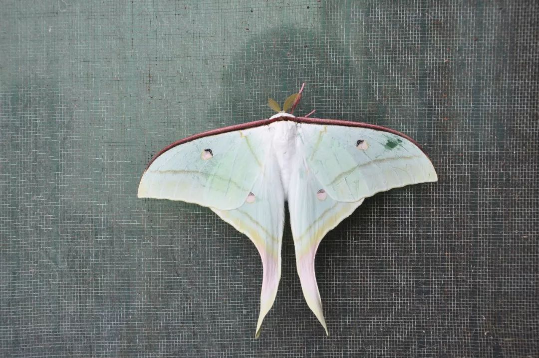 传说中的蛊虫真的有吗,传说中的扑棱蛾子