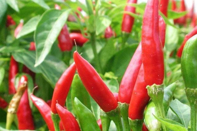 教你10秒消除饥饿感抵挡嘴馋,迅速缓解饥饿的零食