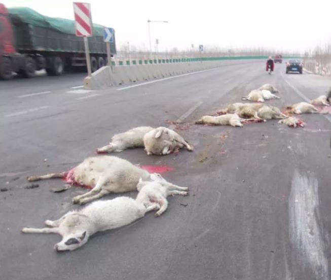 羊被撞死后续,羊撞人导致死亡的视频后续